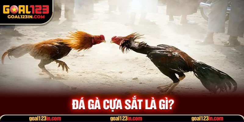 Đá gà cựa sắt là gì?