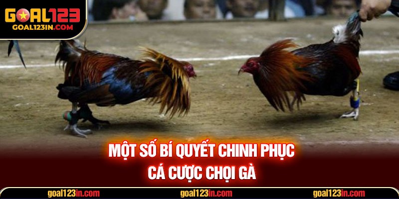 Một số bí quyết chinh phục cá cược chọi gà